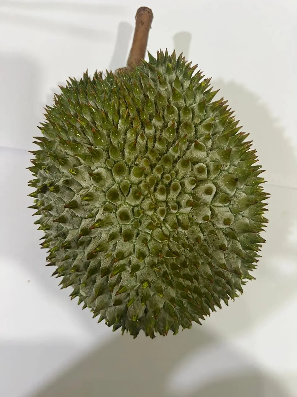 Premium D101 Durian Frozen Whole Fruit Top Malaysian Durian Manufacturer & Exporter
