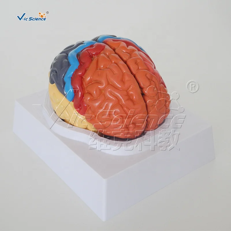 
Medical Science Human Brain Anatomy Model 3D Human Anatomical Teaching Model 