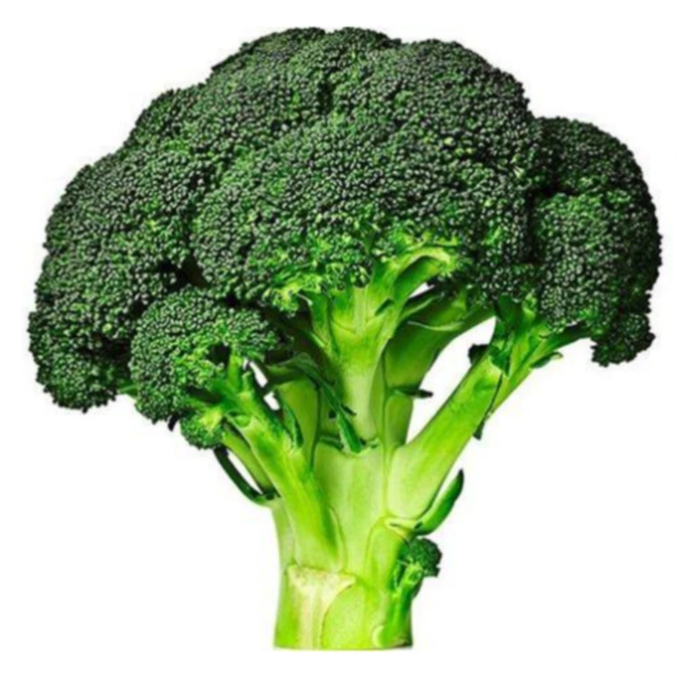 Wholesale Price Natural Organic Brocoli Vegetable Fresh Broccoli