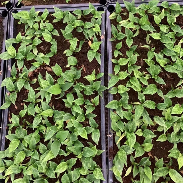 Wholesale factory plug seedlings aglaonema Emerald South Korea other agricultural products artificial plant