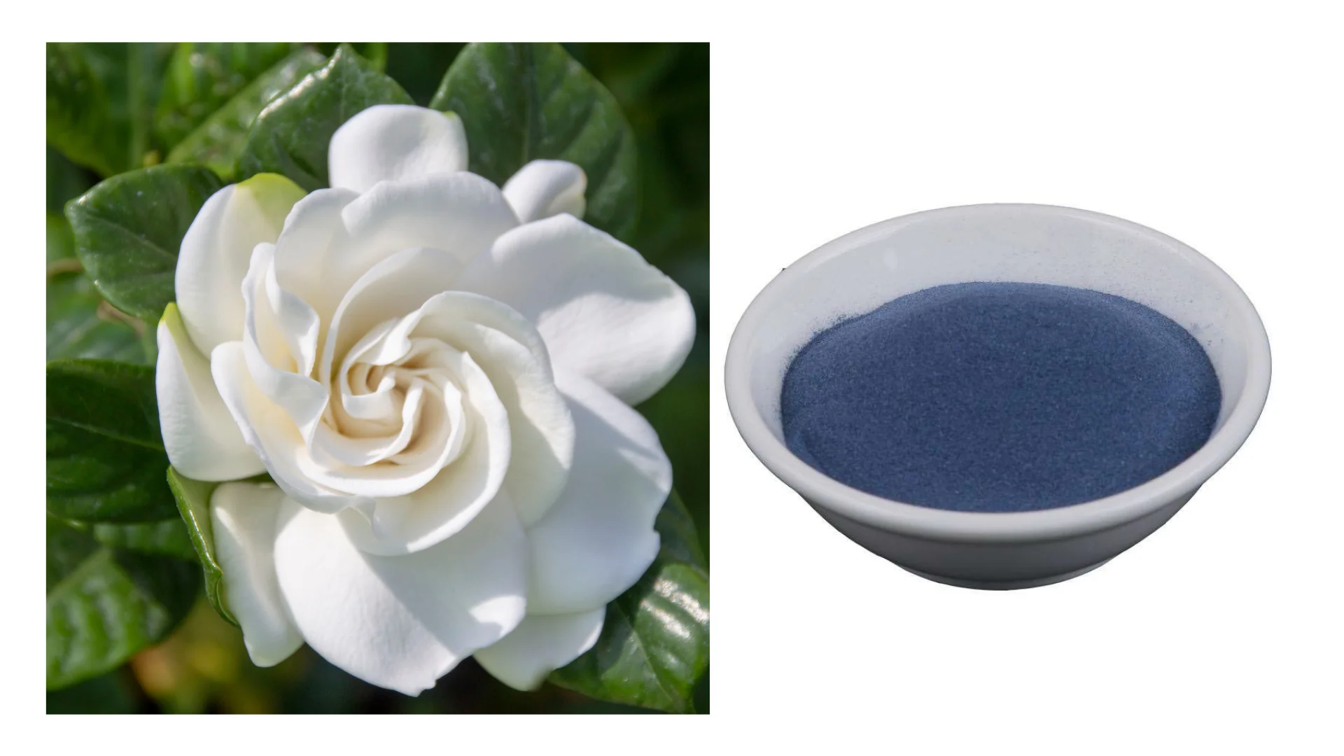 Gloryage Gardenia Paradis Natural Botanic Permanent Makeup Eyeshadow Pigments Ingredients For Dye The Hair & Cosmetics