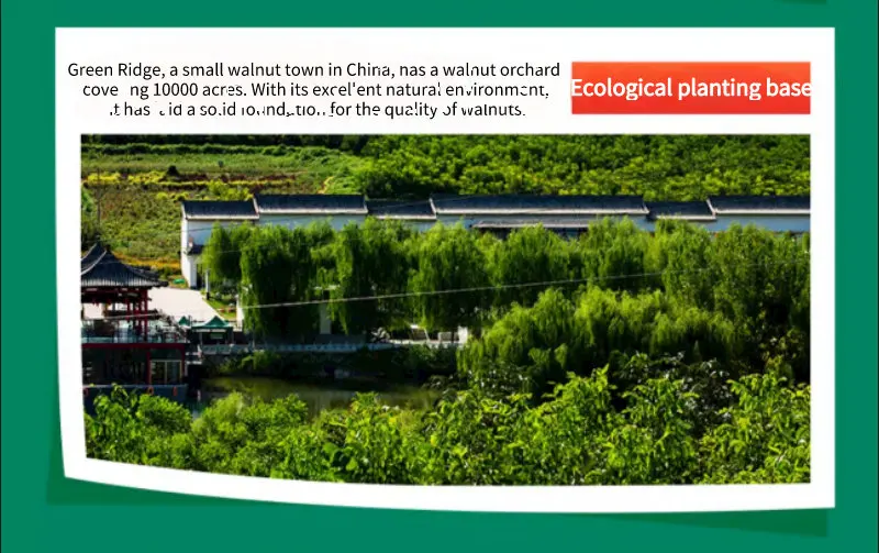 Top Grade Pecan Nuts Snack Prices for Sale