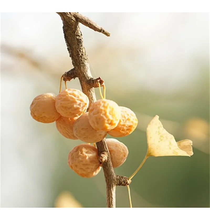 2023 Chinese medicinal materials ginkgo new cargo package mail pure sulfur free dry ginkgo white nuts ginkgo dried fruit