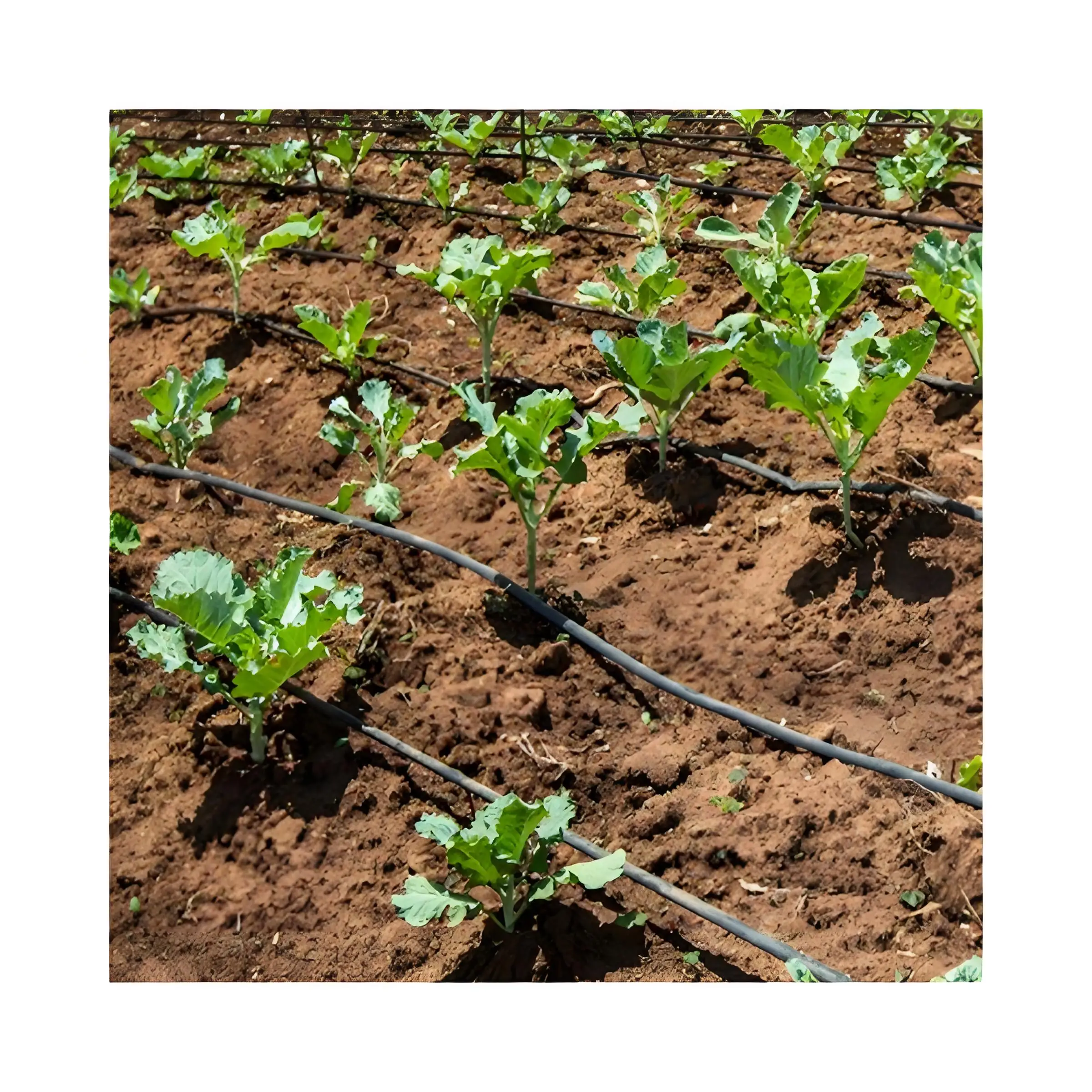 Drip irrigation tube systems for farm irrigation Water Sprinklers Irrigation System