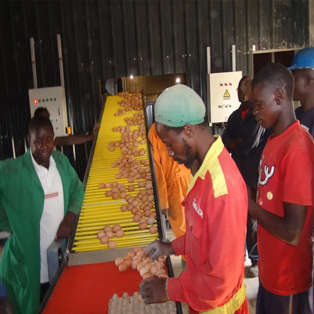 Modern design H type hot sale chicken animal cage poultry battery cage equipment