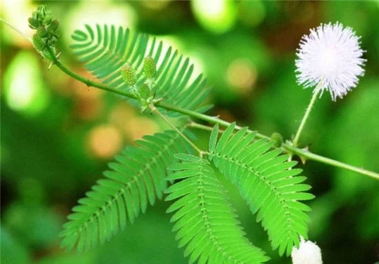 
Free Sample cheap price pure natural mimosa hostilis root bark extract powder 