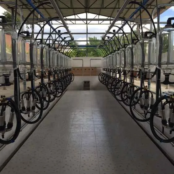 Popular and hot sell cow camel herringbone herringbone milking parlors with excellent workmanship