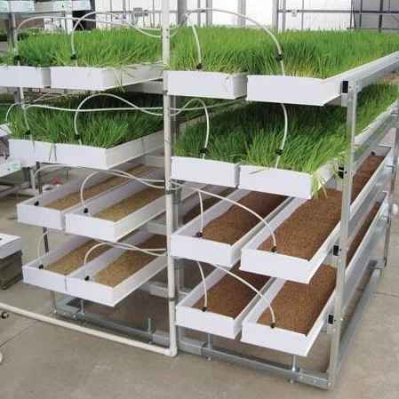 Large Green Alfalfa Growing Hydroponic Fodder System