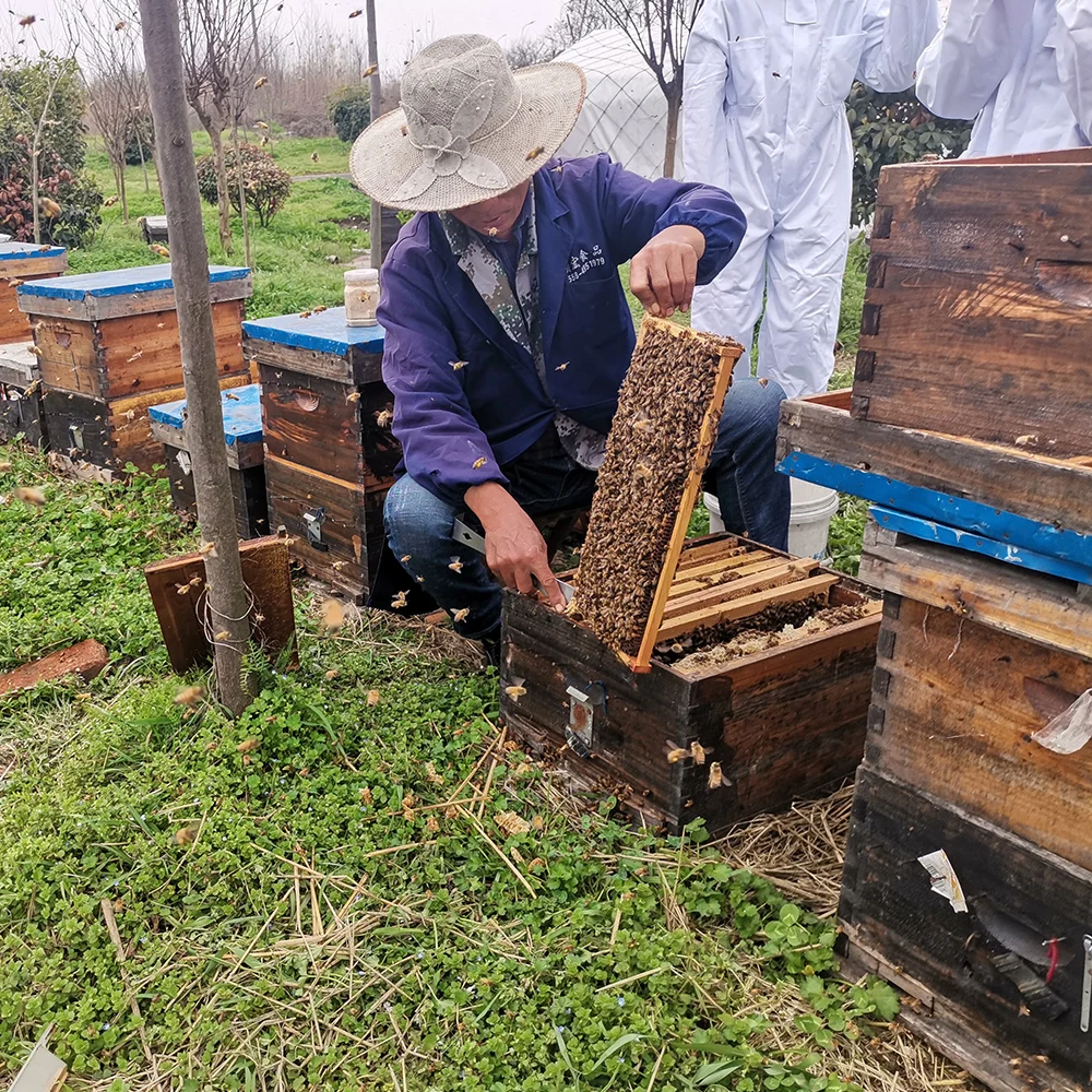 Honey Bee Yemen standard Sidr Honey 100% natural for wholesale and bulk