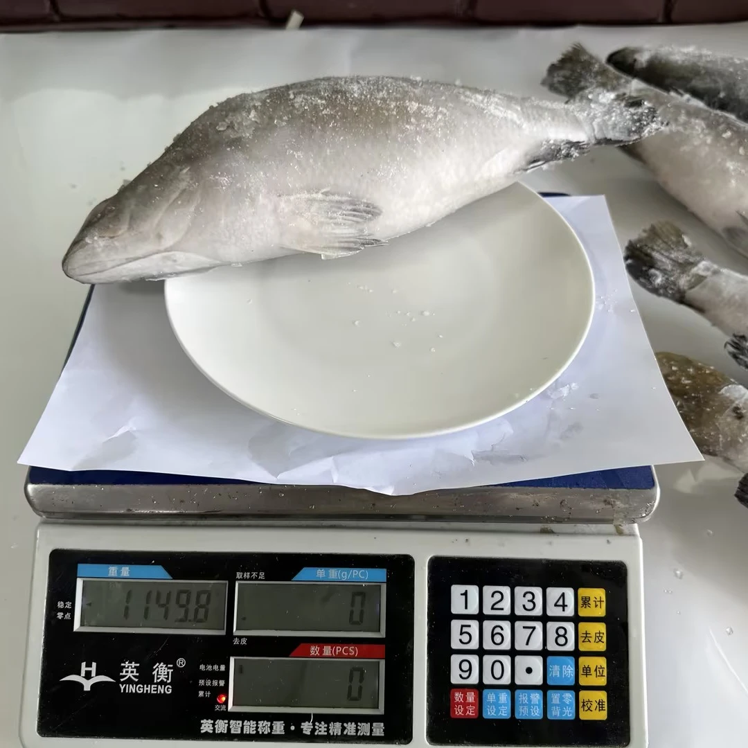 Good price Frozen sea basa fish for sale