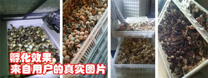 Full Automatic Mini 528 Eggs Incubator For ChickenQuailDuck Eggs