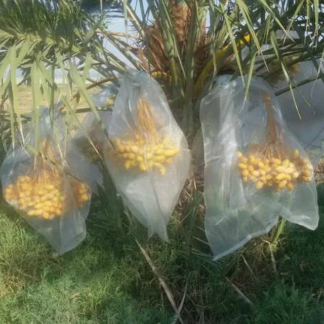 Factory crazy price BLACK/WHITE color date palm mesh bag used for date palm tree protect