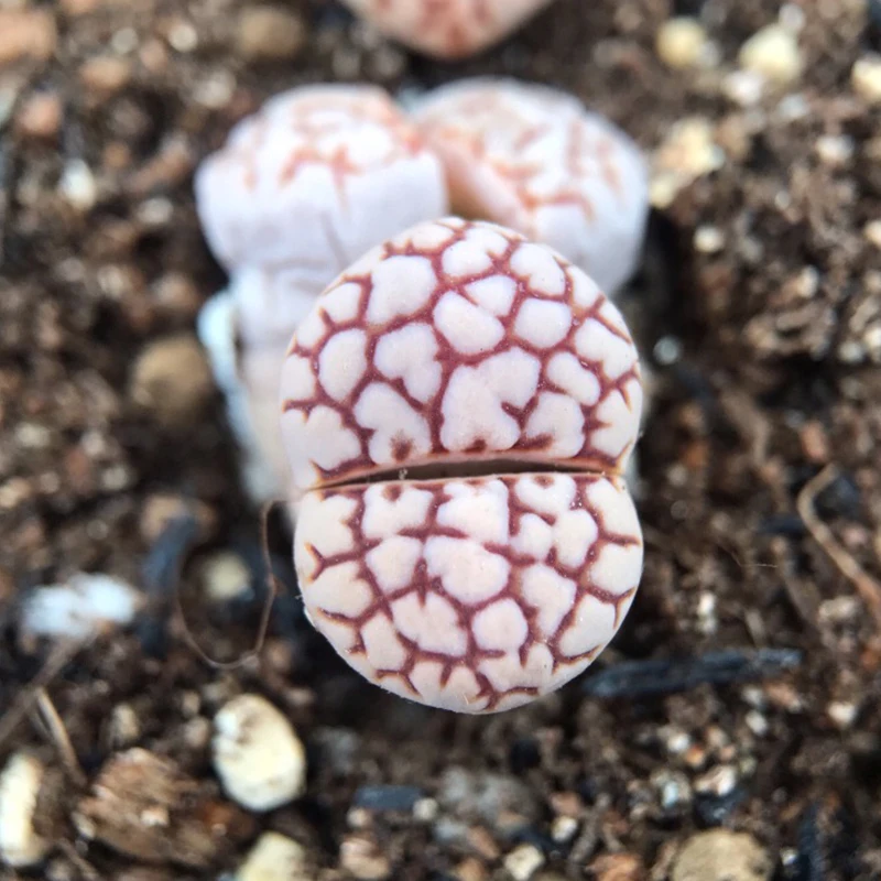 
wholesale top sale c64 Gorgous Korean succulents real plants lithops in orange color 