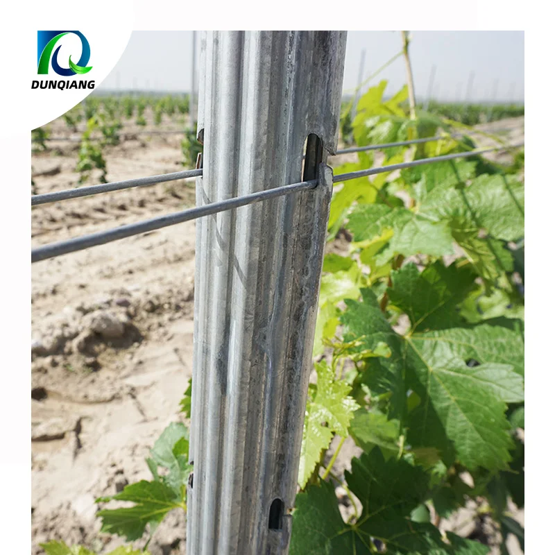 China supply grape support galvanized steel vineyard grape stake metal trellis post