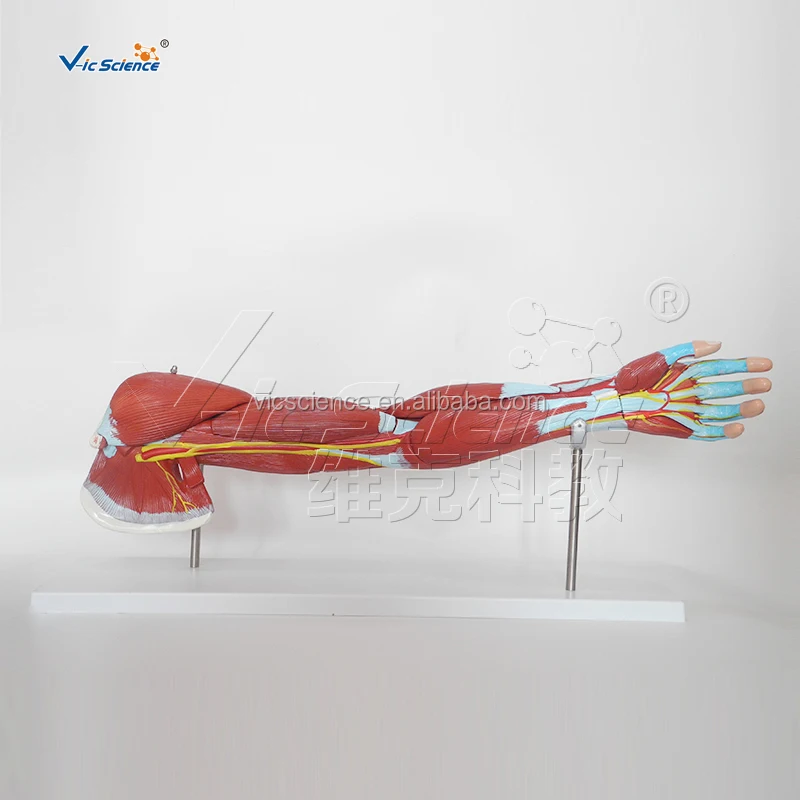 human arm muscle anatomical teaching model human arm anatomy medical model