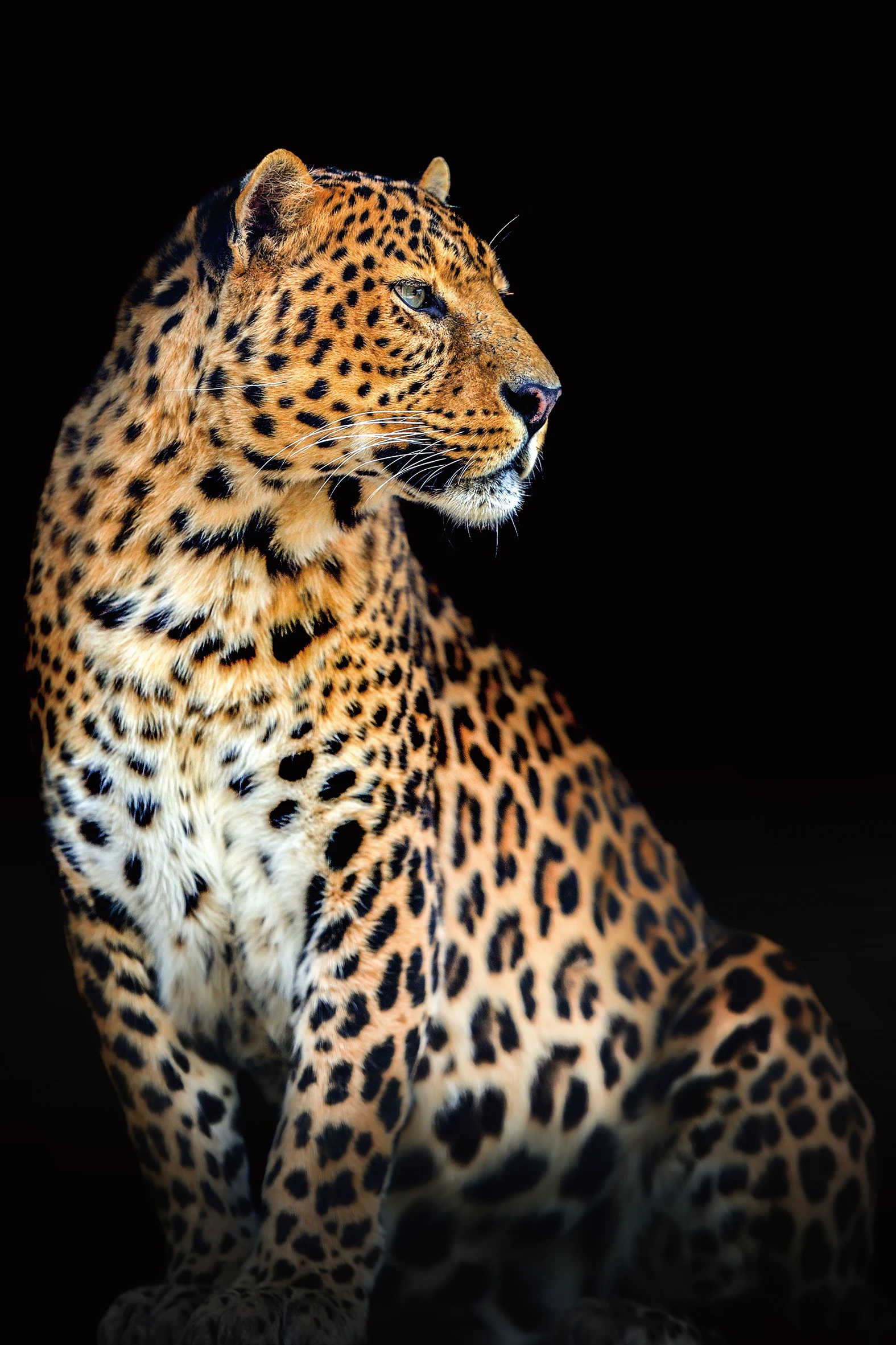 HD Realistic Wild Animal Acrylic Wall Art Canvas Decorative Painting Digital Painting Photo Painting Unframed Office Living Room