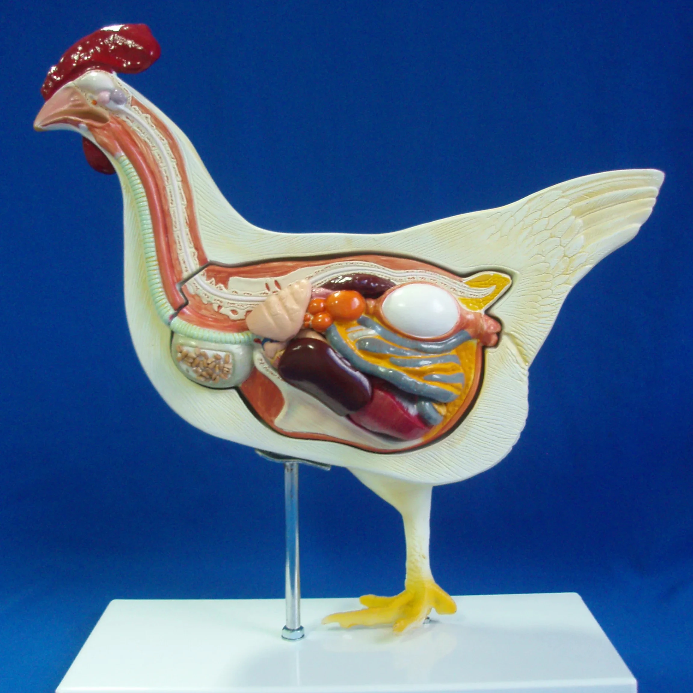 cock chook chicken anatomical model anatomy models of animals