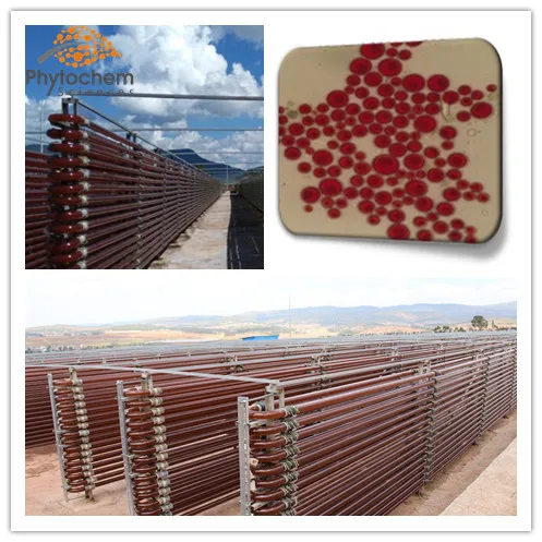 
Pure Natural Astaxanthin Powder/ Haematococcus pluvialis Extract 5% Astaxanthin by HPLC 