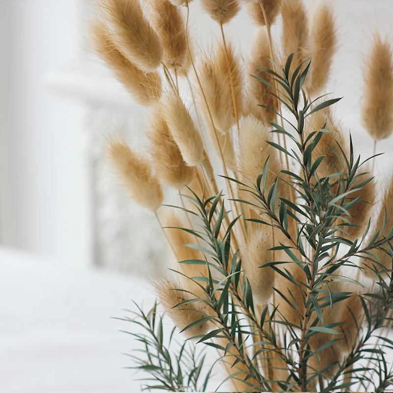 High quality Dried Flowers Rabbit Tail Grass Bouquets  Decorative Flowers & Wreaths Long Lasting 60 Sticks / Bunch