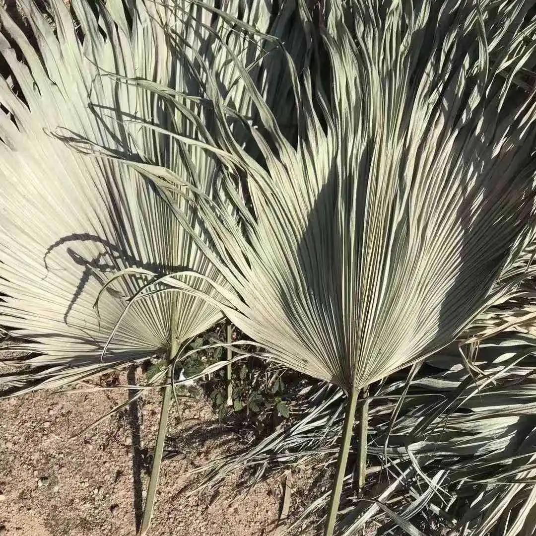 JDL005 Dried Palm Leaves Decoration Wholesales Natural Dried Palm Fans Wedding Home Decoration Palm Leaves