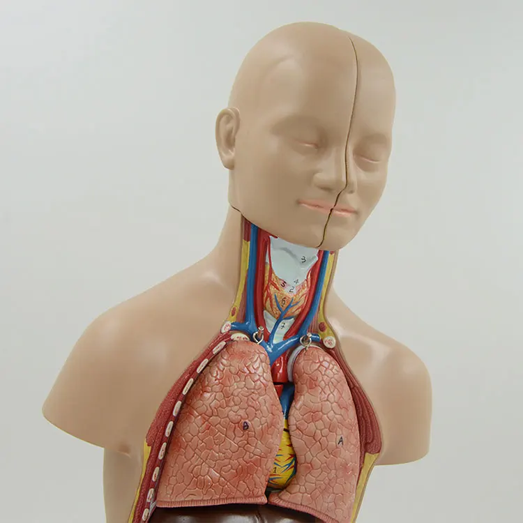 HQSLP Mini Torso Body Anatomy Model Human Mini Body Anatomy Tomy Torso Model