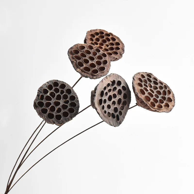 2022 most popular real natural dried seedpod of the lotus for dry Christmas decoration