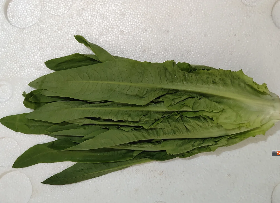 Large wholesale of fresh Lettuce