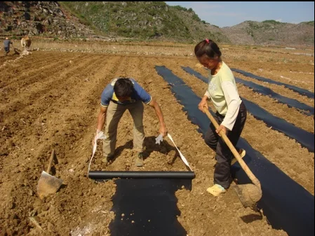 Agricultural Anti UV Black plastic mulch ondustries ground cover mulching polyethylene much film For Strawberries