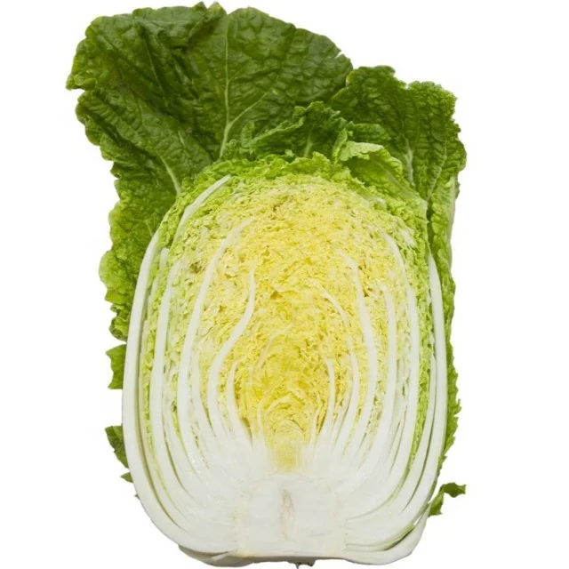 Chinese Cabbage 1.jpg