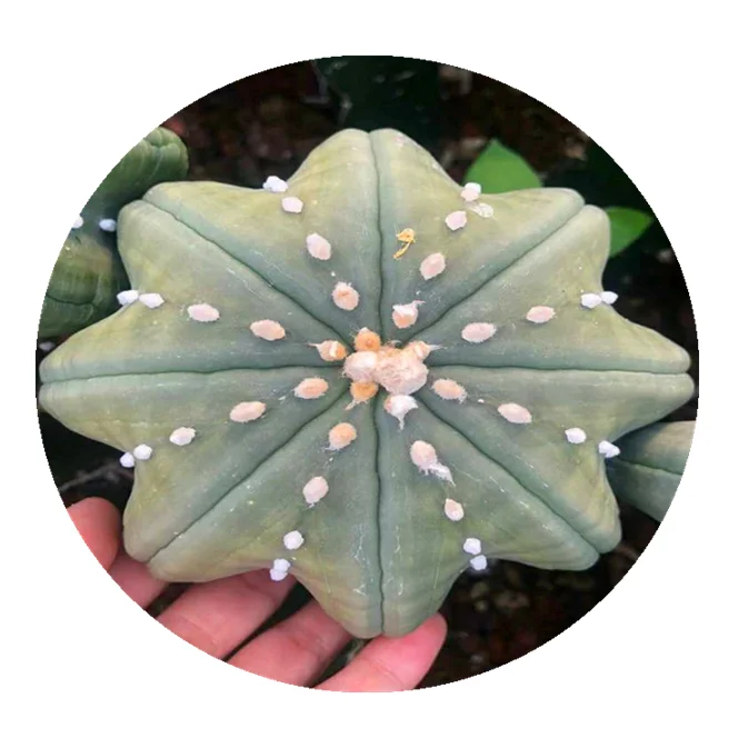 
grafted cactus, super large glass starfish,Neptune cactus 