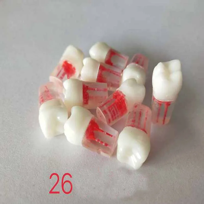  Dental Root Canal Tooth Model/Dental Study Model Laboratory