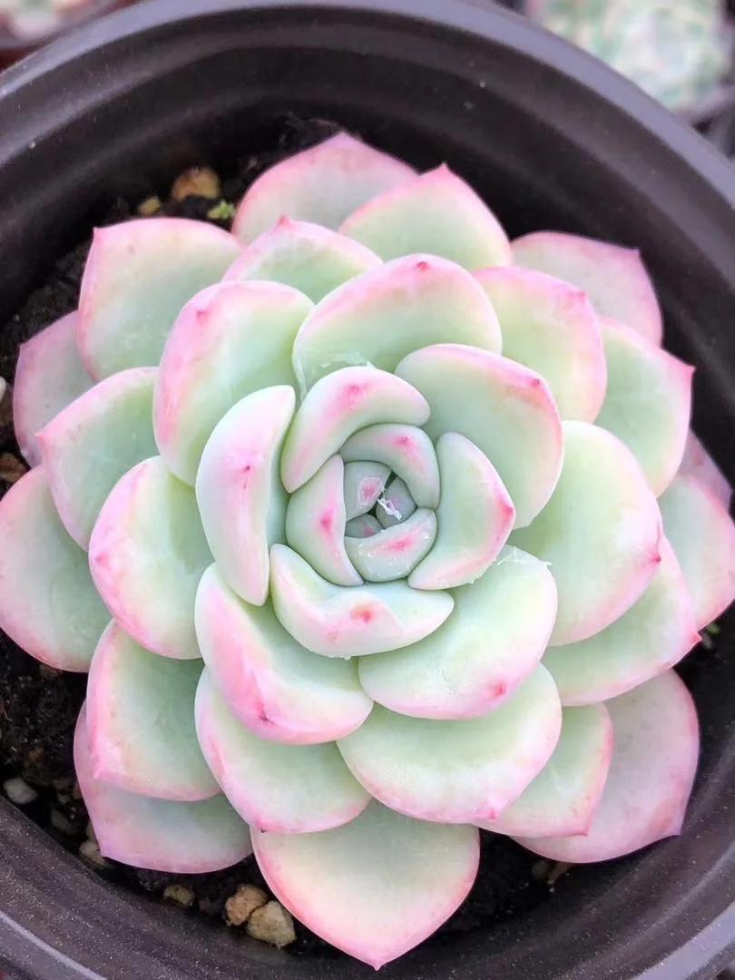 Wholesale indoor home decorative succulent