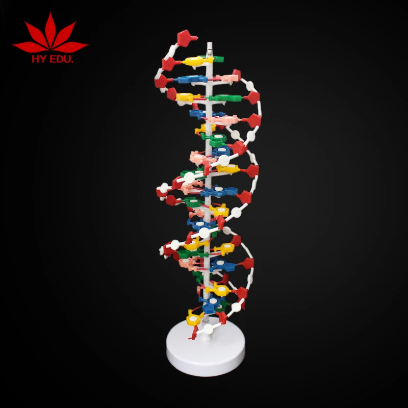 Best selling Component of DNA double helix model
