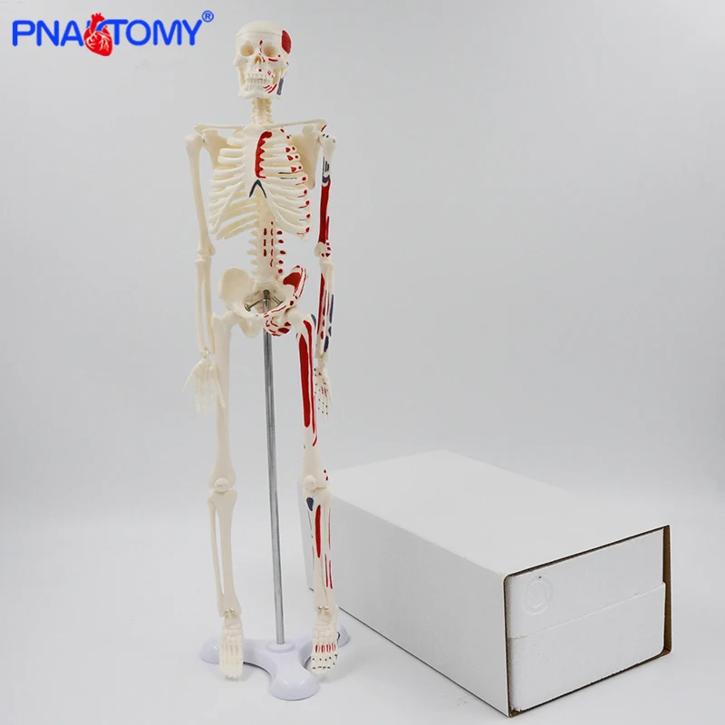 45cm Human Skeleton Model with Muscles Anatomy Model Medical Science Spine and Skeleton