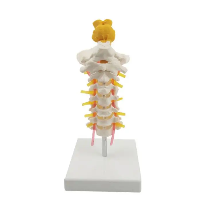 
Factory Price Advanced Melleco Cervical Vertebra Arteria Spine, Spinal Nerves Anatomical Model 