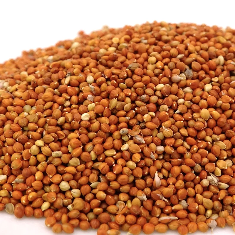 Chinese Red Broomcorn millet is native which can be eaten by birds for a cheap price