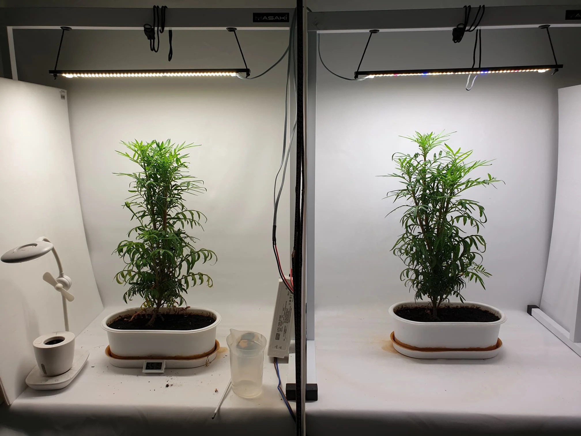 Mufue lm561c lm301B grow lamp for indoor plants amazon Samsung Sun board led lights Good Supply