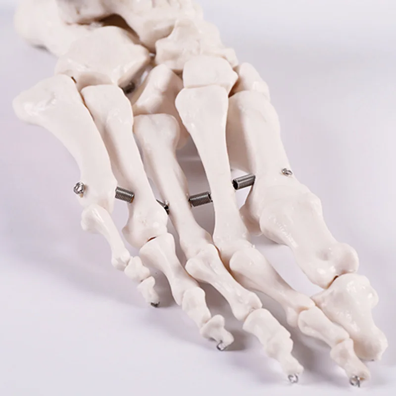 medical science Life-size Human Foot Joint skeleton Model for Disease Demonstration Medical Teaching Tool A1027