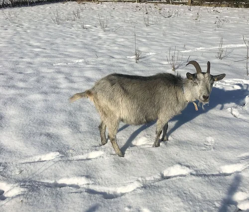 Blobe Ziegen Goats,cow,camel,sheep,goat,ox,bull