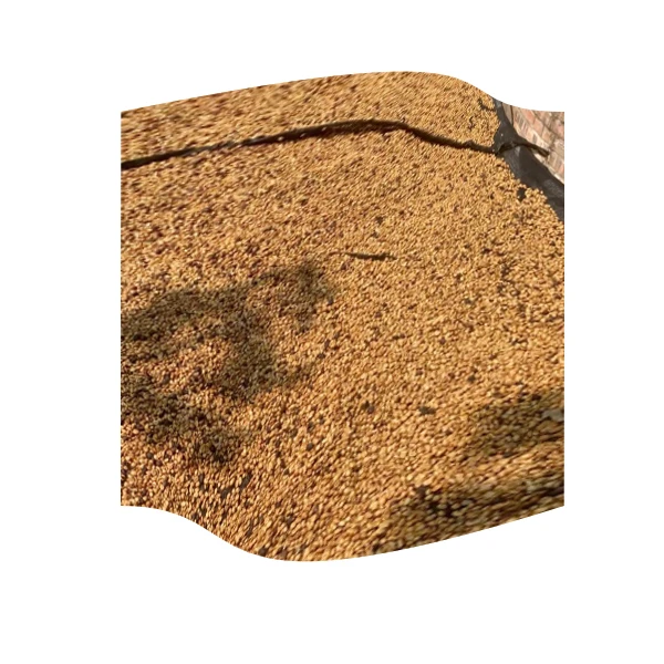 Кофейные зерна, зеленые кофейные зерна