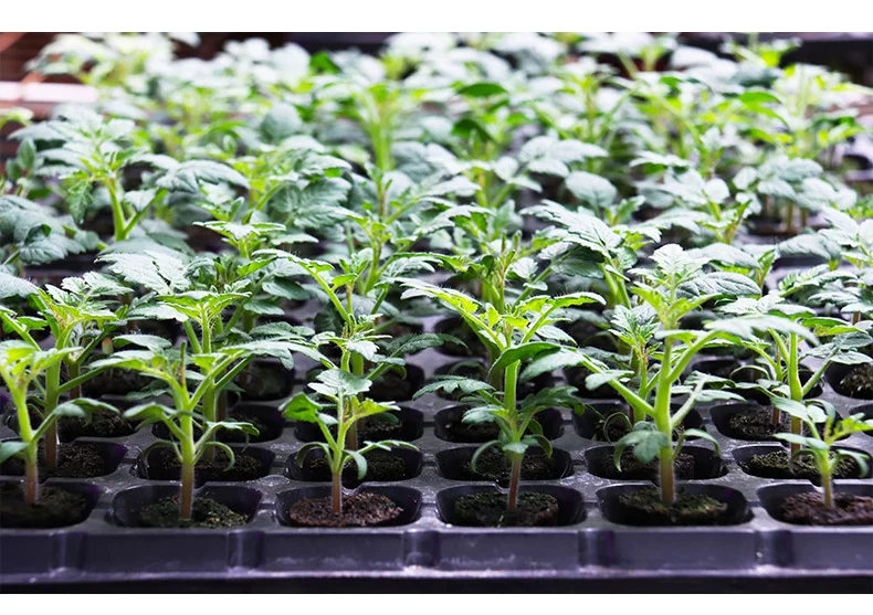 Hot Sale Growth Sponges Hydroponic Growing Germination Kits Plants Seedling Starter Grow Sponges