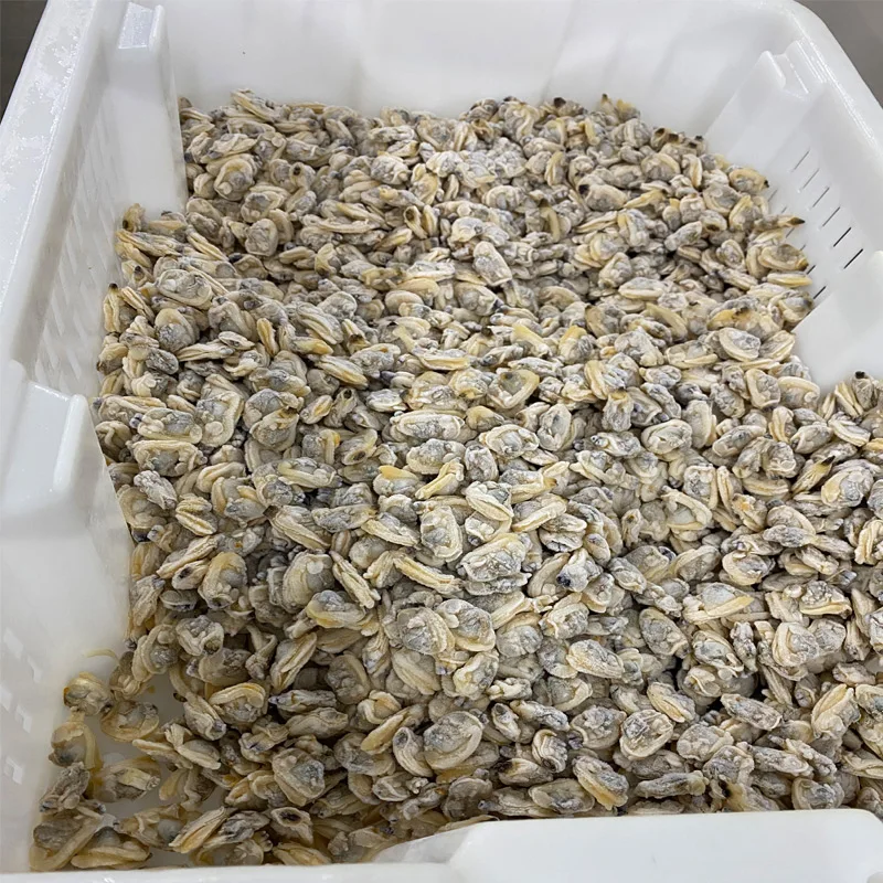 New wholesale good quality seafood buyers favourite chinese seafood clam meat