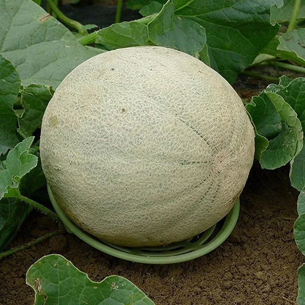 Лидер продаж 2021 подставка для выращивания дыни и сквош Garten