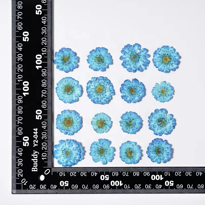 MNR2134 dyed dried Chamomile flower for DIY flower ornament handcraft