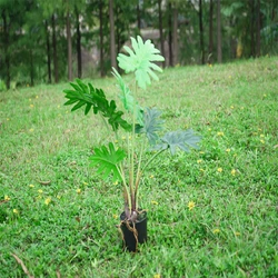 Wholesale Palm Outdoor Indoor Home Ornamental  Potted tree Artificial Palm Tree Artificial Plants for Sale