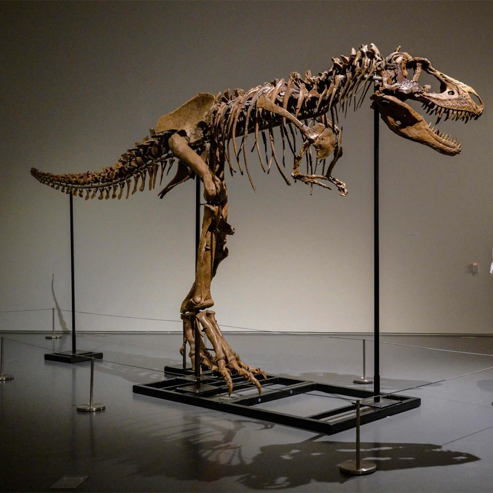 Professional Factory Customized Realistic Exhibition Dinosaur Skull Bone Fossil Dinosaur Skeletons