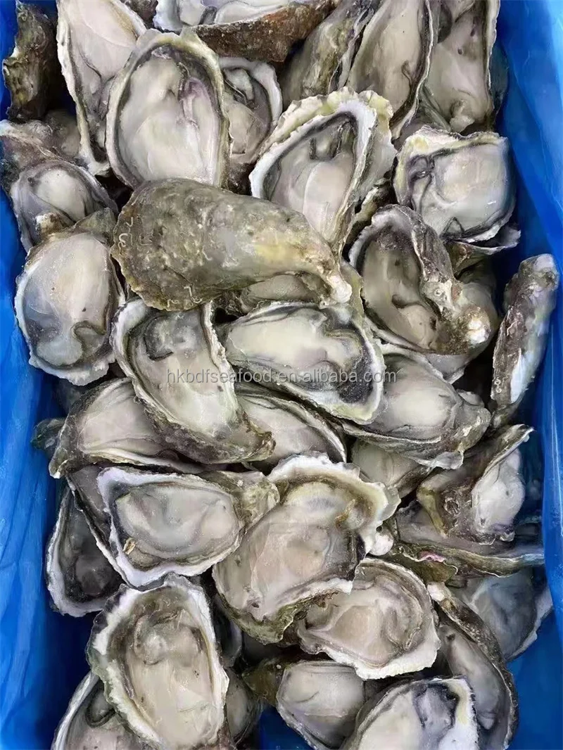 Frozen Freshwater High Quality Frozen Half Shell Pacific oyster