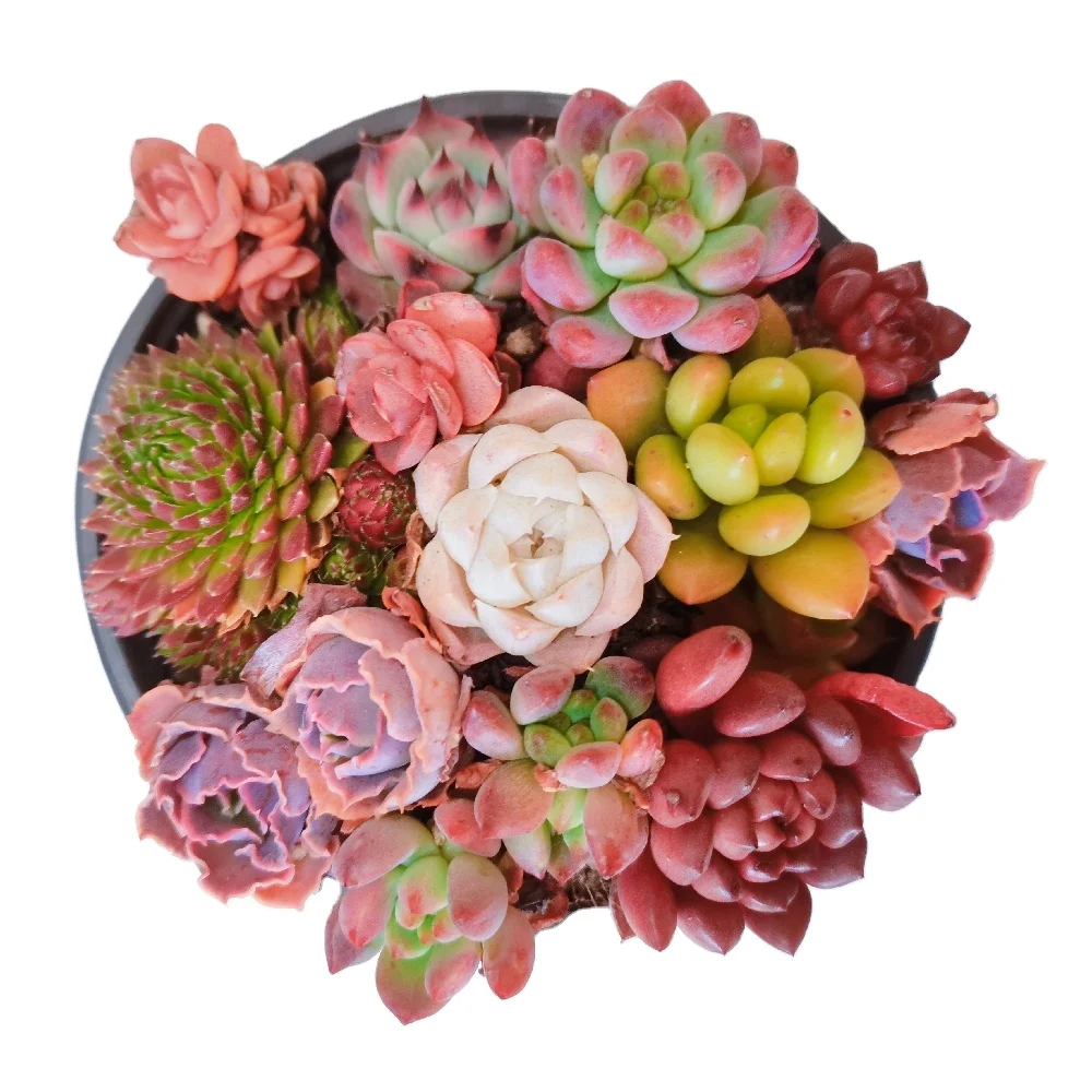 
Korea Colorful Succulent pot cactus wholesale natural plant succulent pot Succulent Plants 
