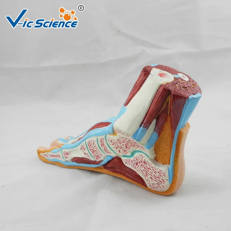 medical model anatomical teaching foot section model medical anatomy models