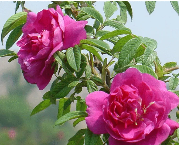 Премиум натуральный цветочный Цветущий чай сушеный съедобный цветок розы